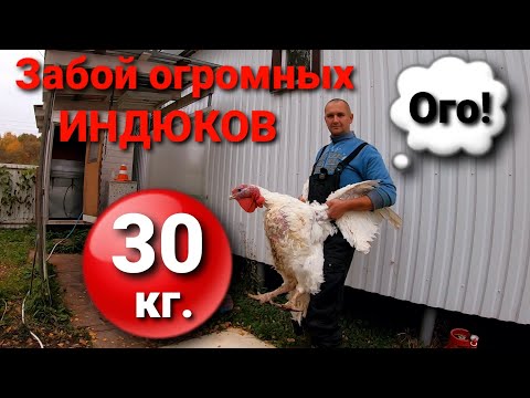 Видео: ЗАБОЙ ИНДЮКОВ на Южной Короне / СОДЕРЖАНИЕ ИНДЮКОВ по-годуновски.