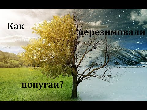 Видео: TimPtitZ: Как перезимовали попугаи?