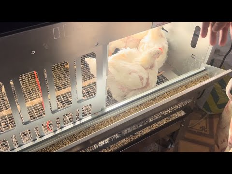 Видео: Замер Привесов Кобб 500 на 27 сутки Привесы На Комбикорме Собственного Приготовления от предстарта….