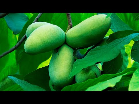 Видео: Азимина ( Asimina triloba ) Укоренение и прививки ( 4К )