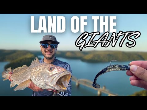 Видео: Ловля леща и малловея на земле ГИГАНТОВ!