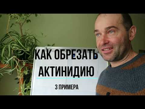 Видео: КАК ОБРЕЗАТЬ АКТИНИДИЮ,