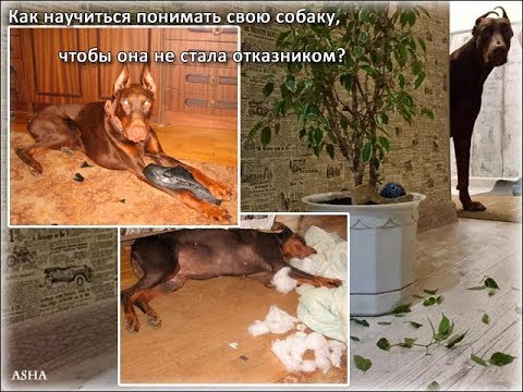Видео: СЕМИНАР DOBERHELP: "Проблемы поведения дома: Разрушение квартиры, громкий лай, проблемы поведения"