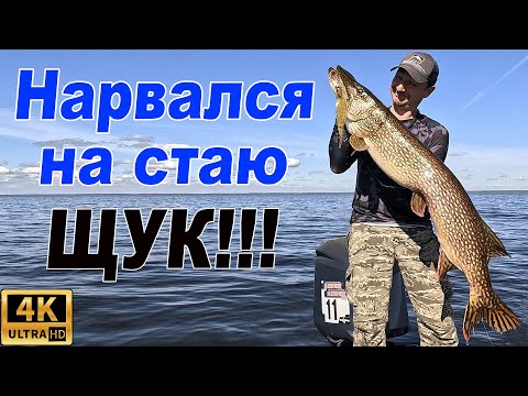 Видео: НАРВАЛСЯ НА СТАЮ ЩУК !!!