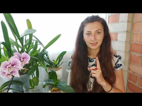 Видео: Дай орхидеи НИКОТИН и КОРНИ вырастут с НУЛЯ у БЕЗНАДЁЖНЫХ  орхидей/ посадила орхидею без КОРНЕЙ