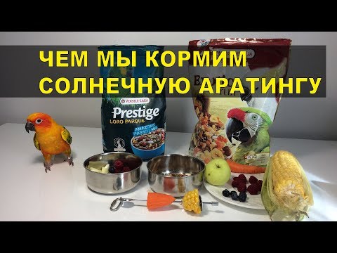 Видео: Чем мы кормим нашу Солнечную Аратингу Бруню.