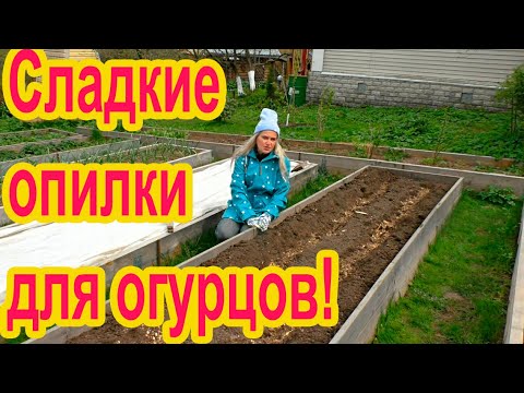 Видео: Сеем огурцы семенами в грунт на сладких опилках