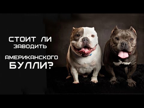 Видео: Стоит ли заводить американского булли American Bully?