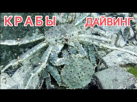 Видео: Богатства японского моря. Дайвинг Владивосток. Дайвинг Приморья. Подводный мир дайвинг.