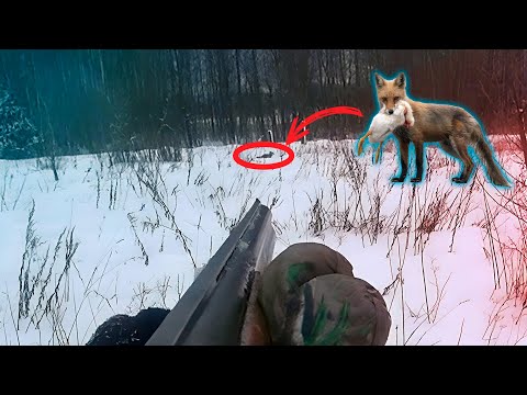 Видео: ВЫСЛЕДИЛ ЛИСУ ВОРОВКУ ПЛЮС ДОБЫЛ ЕЩЕ НА ПРИВАДЕ! ОТЛИЧНАЯ ОХОТА ИЗ ЗАСИДКИ И С ПОДХОДА!