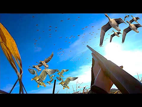 Видео: ВЕСЕННЯЯ ОХОТА НА ГУСЯ! ТОЛЬКО ВЫСТРЕЛЫ ЭТОГО СЕЗОНА!ТЫСЯЧИ ГУСЕЙ В НЕБЕ!