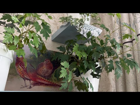 Видео: Мои КОМНАТНЫЕ 🪴 РАСТЕНИЯ / Продолжение
