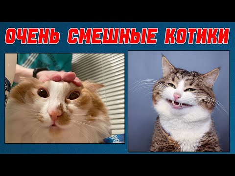 Видео: ПРИКОЛЫ С КОТАМИ, ОЧЕНЬ СМЕШНЫЕ КОТИКИ, МНОГО СМЕШНЫХ КОТИКОВ ДО СЛЕЗ С ОЗВУЧКОЙ