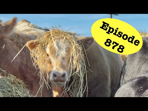 Видео: Скот сходит с ума по рисовой соломе