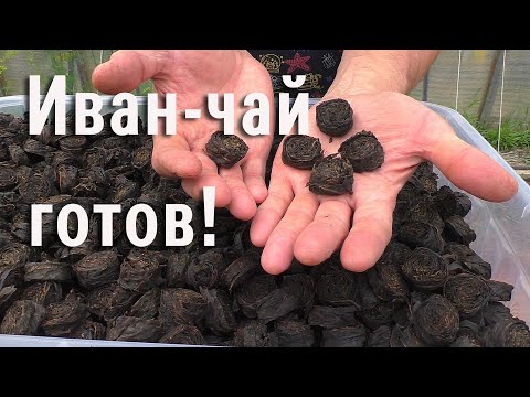 Видео: Иван чай - 2024 готов!