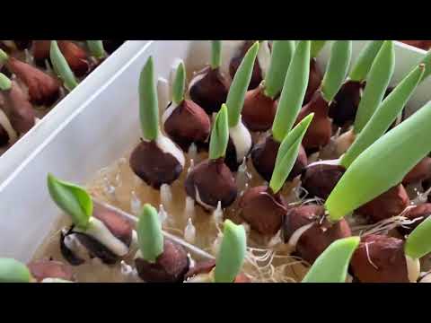 Видео: Повторное цветение тюльпанов в ноябре 09.11.2025.