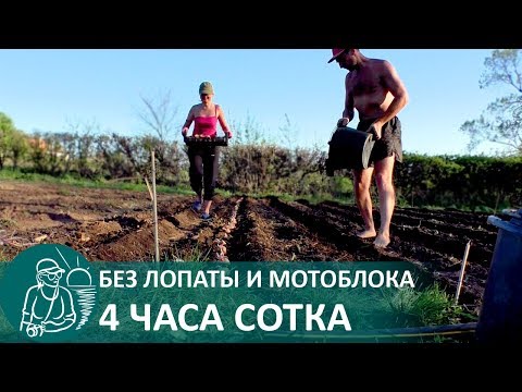 Видео: 🥔 Посадка картофеля новым способом по экспериментальной технологии Гордеевых