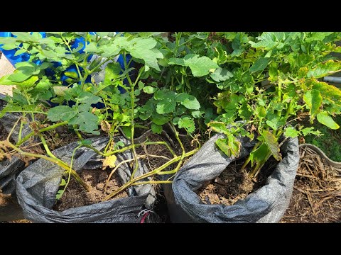 Видео: Картошка в мешках . Результаты и завершение эксперемента.