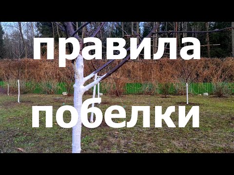 Видео: ПРАВИЛА побелки плодового сада! Когда, зачем и чем!
