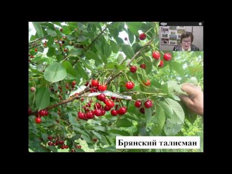 Видео: МОИП Видеоконференция  М В Каньшина Сорта  вишни и  черешни