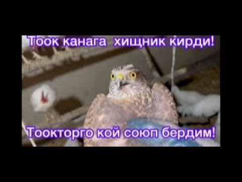 Видео: Тоок канага конок кирип. Кой союп бергенде!