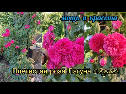 Видео: Плетистая роза Лагуна обзор сорта! rose Laguna kordes 2004