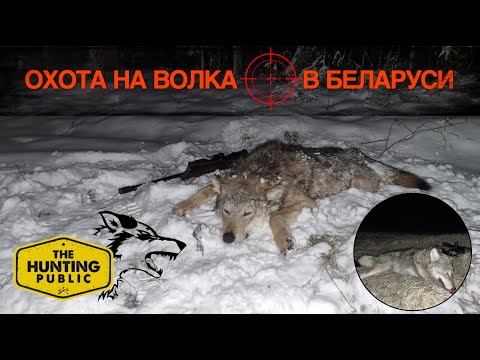 Видео: Охота на волка🐺! Две охоты на приваде! Wolf hunting!