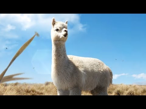 Видео: beast lord . Вожаки развития. День развития вожаков