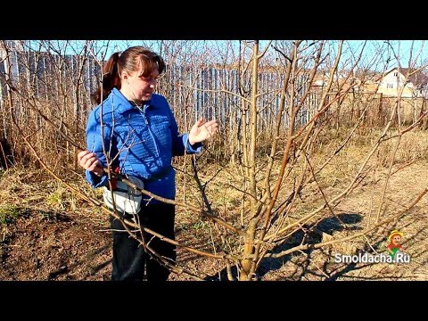 Видео: Весенняя обрезка яблони в деталях