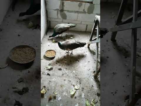 Видео: Осень🍁павлин подрос🦚#павлины #крикпавлина #дача #живаяприрода 