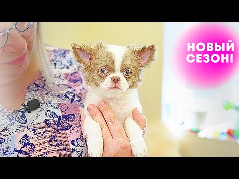 Видео: Новый сезон в Питомнике Собак! Грустный чихуахуа Гном! Первое знакомство.