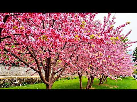 Видео: Нежная музыка, успокаивает нервную систему и радует душу 🌿 целебная музыка для сердца и сосудов