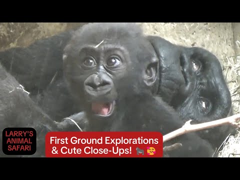 Видео: Детеныш гориллы — Кайембе №7, #babygorilla