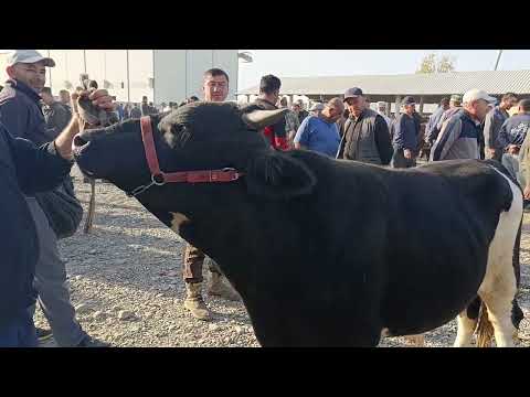 Видео: САМАРКАНД ШАЙМАН МОЛ БОЗОРИ КАТТА МОЛЛАР НАРХЛАРИ ХАКИДА МАЛУМОТ