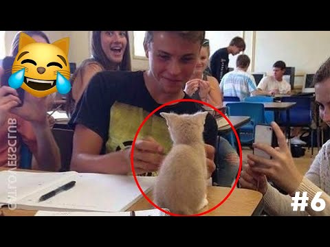 Видео: СМЕХ ДО СЛЕЗ😂 САМЫЕ СМЕШНЫЕ КОШКИ И СОБАКИ 😹🐶 #6