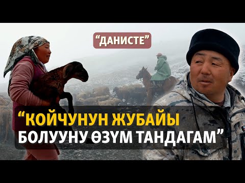 Видео: Жайлоого көчкөн малчынын түйшүгү | "Данисте"