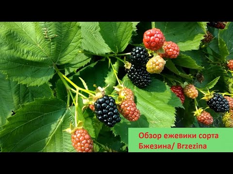 Видео: Обзор ежевики сорта Бжезина/ Blackberry Brzezina