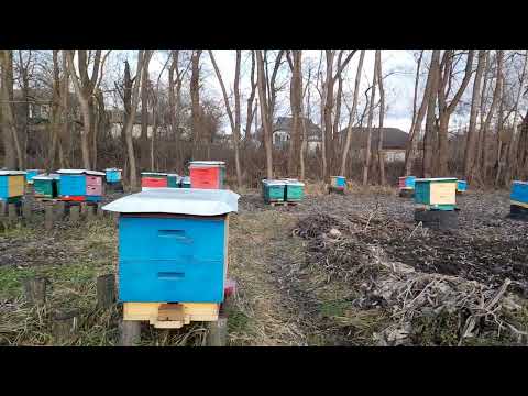 Видео: Чи потрібно підгодовувати бджіл зимою? І як це правильно зробити?