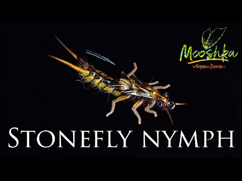 Видео: Stonefly nymph / Нимфа веснянки