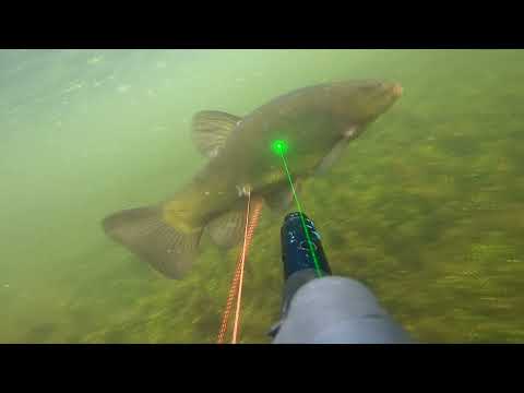 Видео: Подводная охота. Как не моргать, чтобы не проморгать?