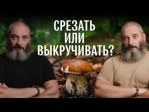 Видео: Срезать или выкручивать? Как правильно собирать грибы и новый закон об этом. Михаил Вишневский