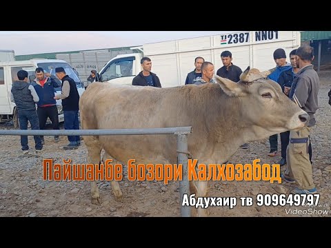 Видео: Пайшанбе бозори Калхозабод