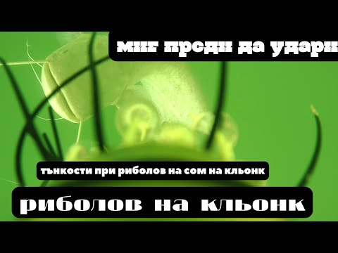 Видео: Уникално подводно видео!Риболов на кльонк