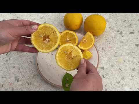 Видео: Лимон Волкамериана. Дегустация 🍋