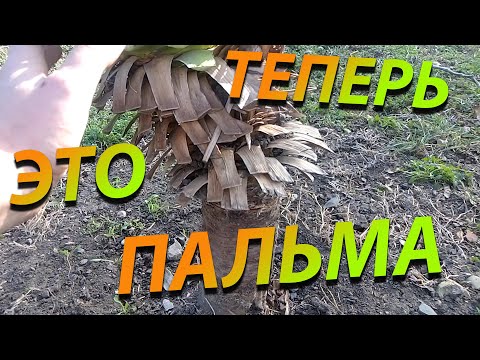 Видео: Как сделать из обычной юкки экзотическую пальму!