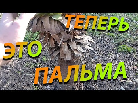 Видео: Как сделать из обычной юкки экзотическую пальму!