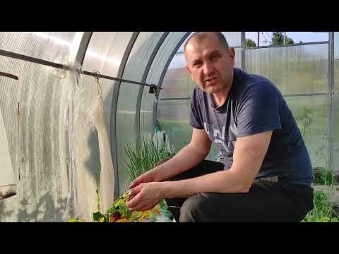 Видео: Высадка саженцев и черенков после перевозки.