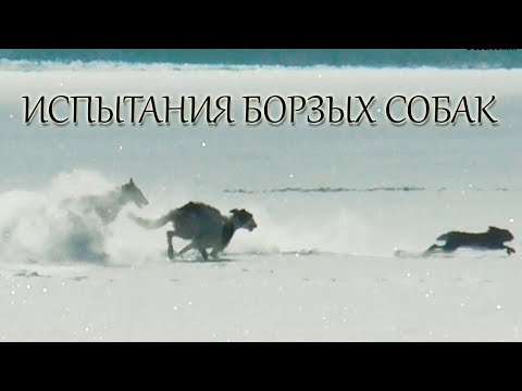 Видео: ИСПЫТАНИЯ БОРЗЫХ СОБАК .2021г