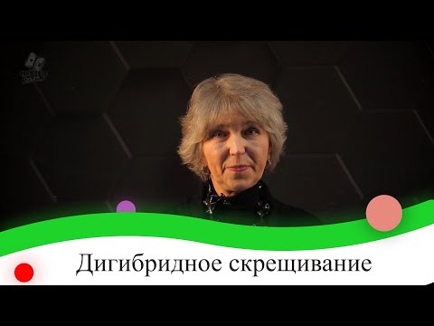 Видео: Дигибридное скрещивание. 9 класс.