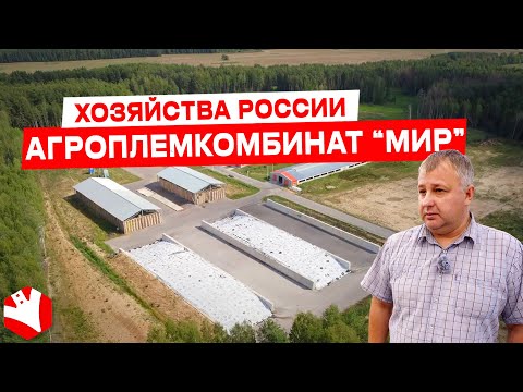 Видео: Агроплемкомбинат «Мир» | Мясное и молочное животноводство | КУЛЬТИВАТОР